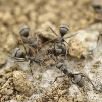 Ants crawling over pebbles